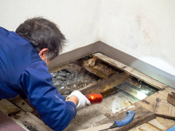 Best Mold Testing  in Osceola, IN