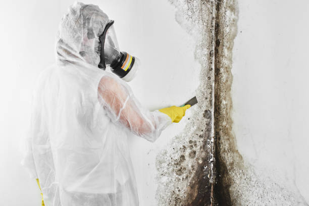 Best Toxic Mold Removal  in Osceola, IN