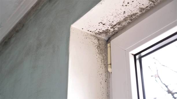 Best Mold Removal Process  in Osceola, IN