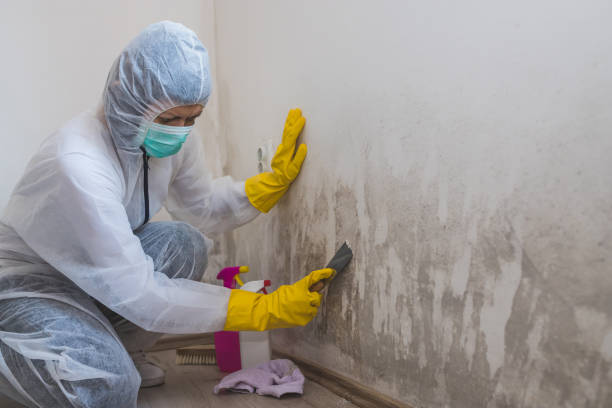 Best Affordable Mold Removal  in Osceola, IN