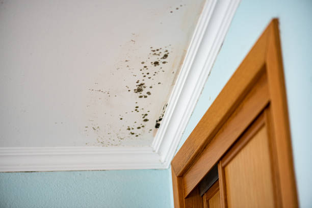 Best Mold Cleaning Services  in Osceola, IN