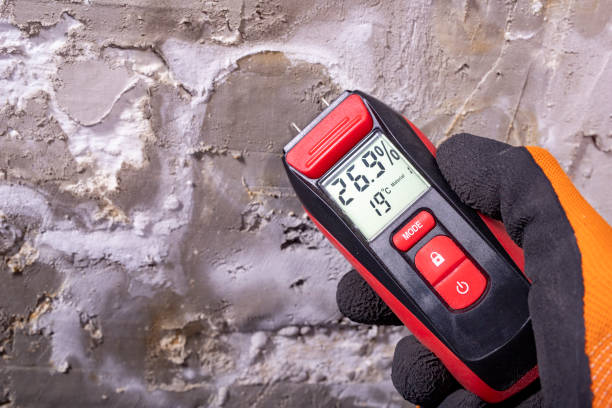 Best Affordable Mold Removal  in Osceola, IN