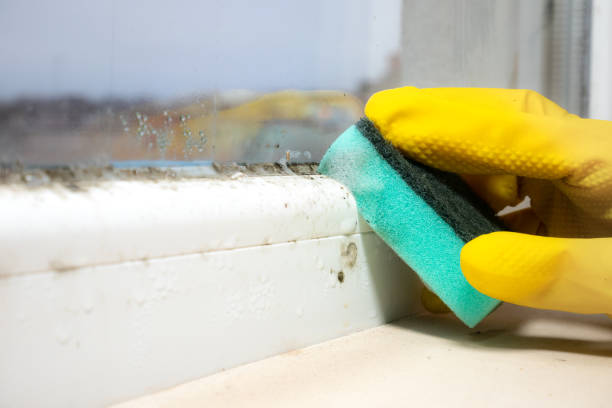 Best Mold Removal Company Near Me  in Osceola, IN