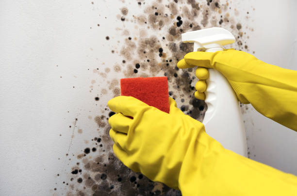 Best Attic Mold Removal  in Osceola, IN