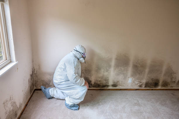 Best Attic Mold Removal  in Osceola, IN
