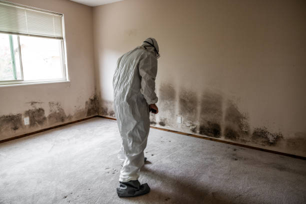Professional Mold Removal in Osceola, IN
