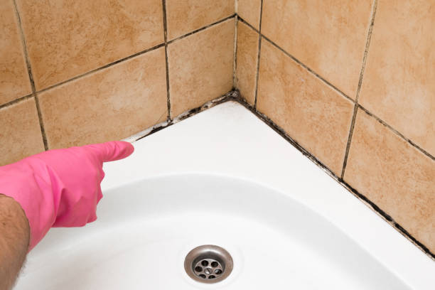 Best Office Mold Removal Services  in Osceola, IN