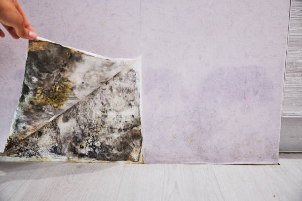 Mold Testing and Removal in Osceola, IN